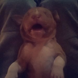 Meet your Posher, Billy